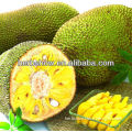 Jackfruit Seeds For Growing